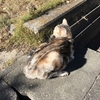 猫、現在の楽しみといえば