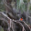 サンショクヒタキ(Scarlet Robin)