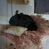 くろごまあん二世 137日目