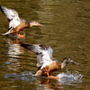 着水するハシビロガモ