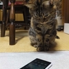 スマホデビュー。