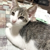 子猫5か月 福ちゃん  10/20(日)譲渡会参加