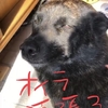 youtuber 甲斐犬サンのデビュー❤︎の巻〜ｶﾞﾝﾊﾞｯﾃｲｷﾏ━p(●^ヮ^●)q━ｼｮｲ!!