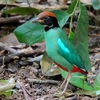 シンガポール　初めてのヤイロチョウ