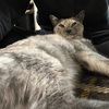 風邪がしつこい