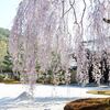 京都市桜巡り⑥【高台寺、霊山観音】