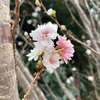 ジョギング中に見た草花