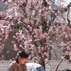 お花がいっぱい