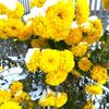 択捉島の菊、雪に映える