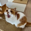 本日の朝食会場は愛猫ふたりを眺めながら。