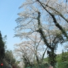 釜坂峠の桜