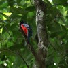 クビワキヌバネドリ(Collared Trogon)