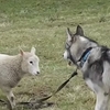 羊「私の干支きたです！」と犬に報告してじゃれあうもふもふ子羊動画