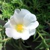 お花と話そう/2026～マツバボタン