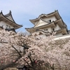 桜の雑学。