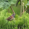 小さな鳥最終・・・あまりもの