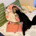 玉とくろちゃんと河口湖