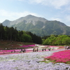 秩父 羊山公園の芝桜