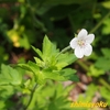 河川堤防の植物－160．ゲンノショウコ－