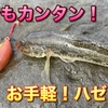 ハゼ釣り！誰でも、カンタンに釣れます！ルアーでお手軽！ハゼクラ