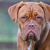 ボルドー・マスティフってどんな犬なの？特徴や性格・飼い方を解説！