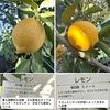 レモンを詠んだ短歌２　檸檬搾り終へんとしつつ、轟きてちかき戦前、遙けき戦後　岡井隆　　レモン輪切りを音立てて吸う齢八十をつかまえし母　高瀬一誌　　わが裡（うち）にめざめる悪も明日のためレモンのごとく鮮しくあれ　角宮悦子　　ひとひらのレモンをきみは　とおい昼の花火のようにまわしていたが　永田和宏　　催涙ガス避けんと秘かに持ち来たるレモンが胸で不意に匂えり　道浦母都子　　檸檬切るしずくたちまち傷に沁む指より生命（いのち）かけめぐる恋　江畑実　　　