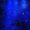 京都水族館