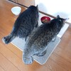 経団連が万博募金呼び掛け