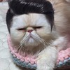 暖かい緑茶を飲んだことがない？ (-ω-;)