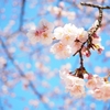 大寒桜で春気分