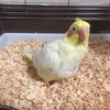 うちのオカメインコが可愛いと呟くだけの雑記