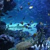 サンシャイン水族館