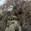 【桜便り】乃木神社の枝垂れ桜
