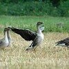 ヒシクイが飛来　絶滅危ぐ種の冬鳥