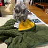 毛布が嬉しい季節