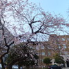 春の陽気と寒波と