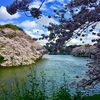 【千鳥ヶ淵】都内で人気のお花見スポット