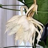 翌朝も 月下美人は咲いています