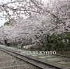 2023年 桜の季節 京都の街歩き