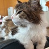 【猫さんと暮らす】ボンたん虹の橋で１０歳を迎えました