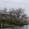 桜、満開までもう少しです。