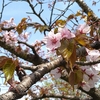 桜ハンターとか、繊細さんとか、心は凸凹とか