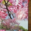 沖縄の桜前線もいよいよ南下してきました、