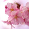 江ノ島で早咲きの桜を撮ってきました