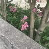 Alstroemeria