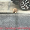 野良猫を保護している(だろう)活動をしている方に思う事