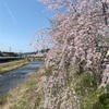 宇陀川の桜