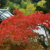 １１月の「尼僧と学ぶやさしい仏教講座」は、供養についてご一緒に考えてみましょう