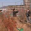 ブルーベリーの剪定 / 自由活動は自己紹介 / ツバキの蕾
