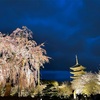 京都お花見【東寺】2022.3.31